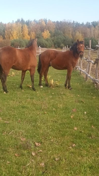 Sprzedam lub zamienię źrebaka i klacz huculska