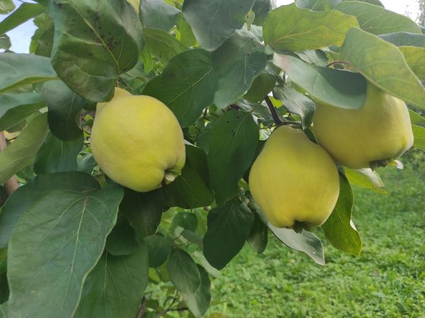 Duże owoce pigwy z domowego ogródka ekologiczne pigwa Bielsko-Biała