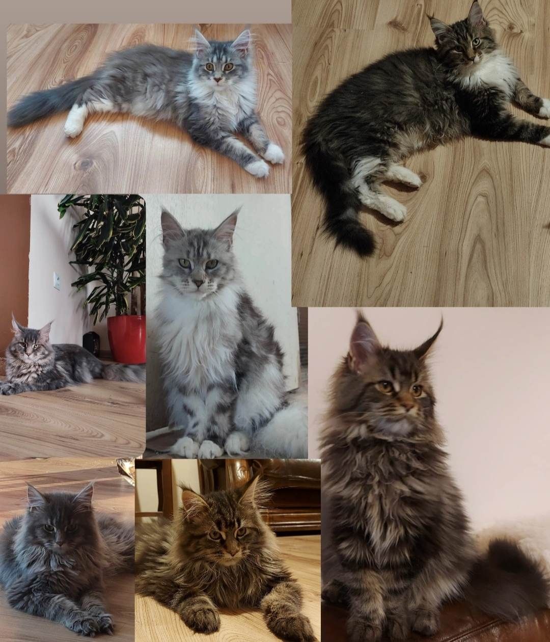 Maine Coon reproduktor