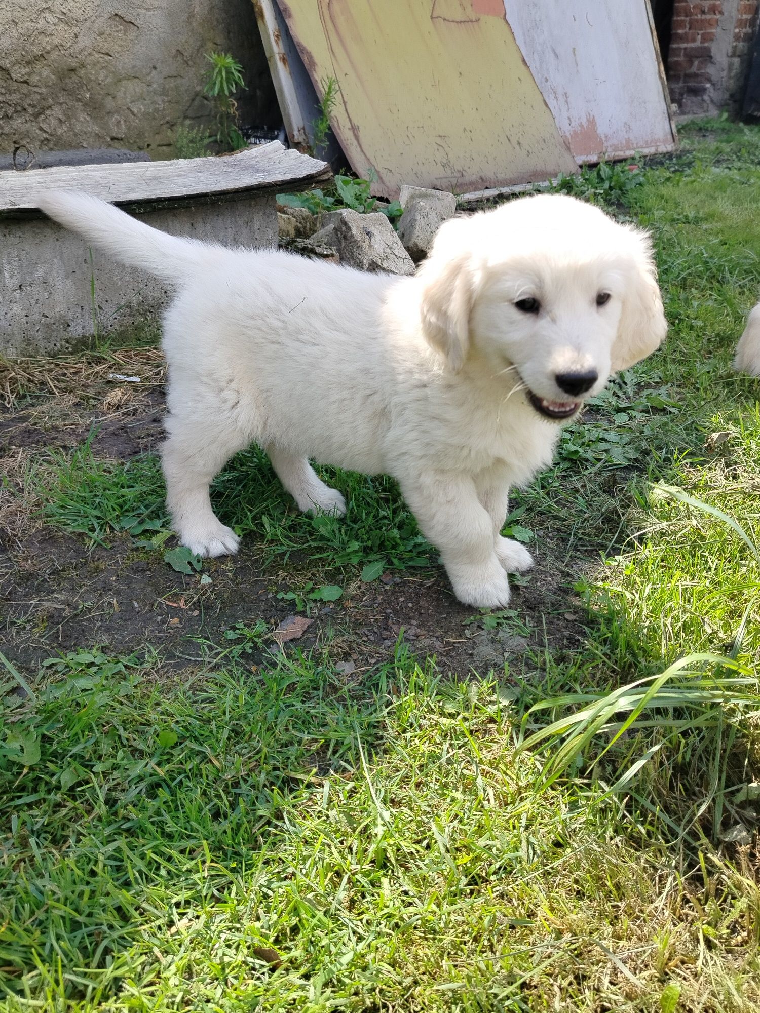 Golden retriever piesek