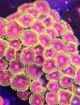 Zoanthus Fake Lime Chill Zoa  10 Glowek FLUOLAMPS WYSYLKI