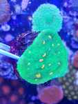 Echinophyllia chalice koralowiec akwarium morskie