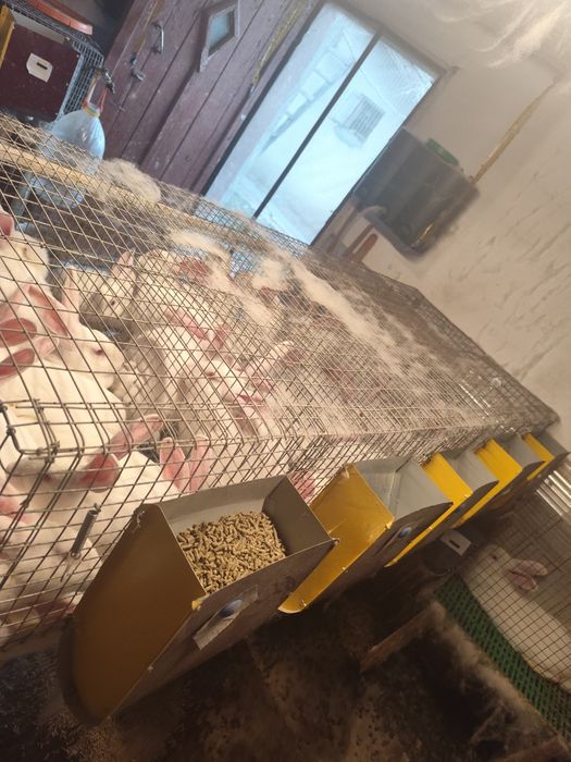 Продаю клітки для кроликів