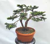 Pre Bonsai świerk Echiniformis