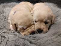 Labrador Retriever. Szczenięta czarne i biszkoptowe z rodowodem