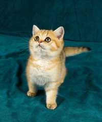 Słodziutka kotka brytyjska złota z rodowodem FPL