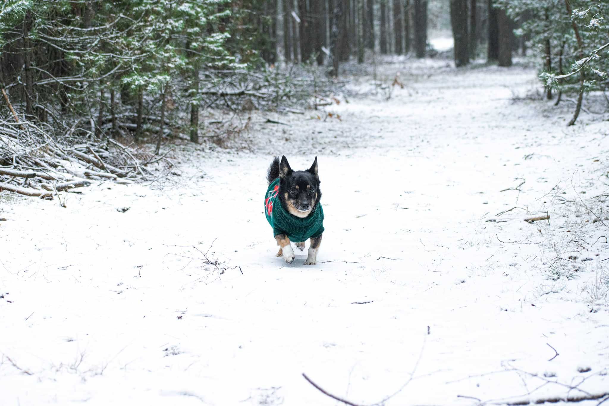 Lola - malutka księżniczka czeka na nowy dom