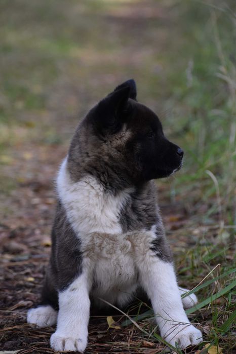 Akita amerykańska, Akity Amerykańskie - suczka ZKwP/FCI