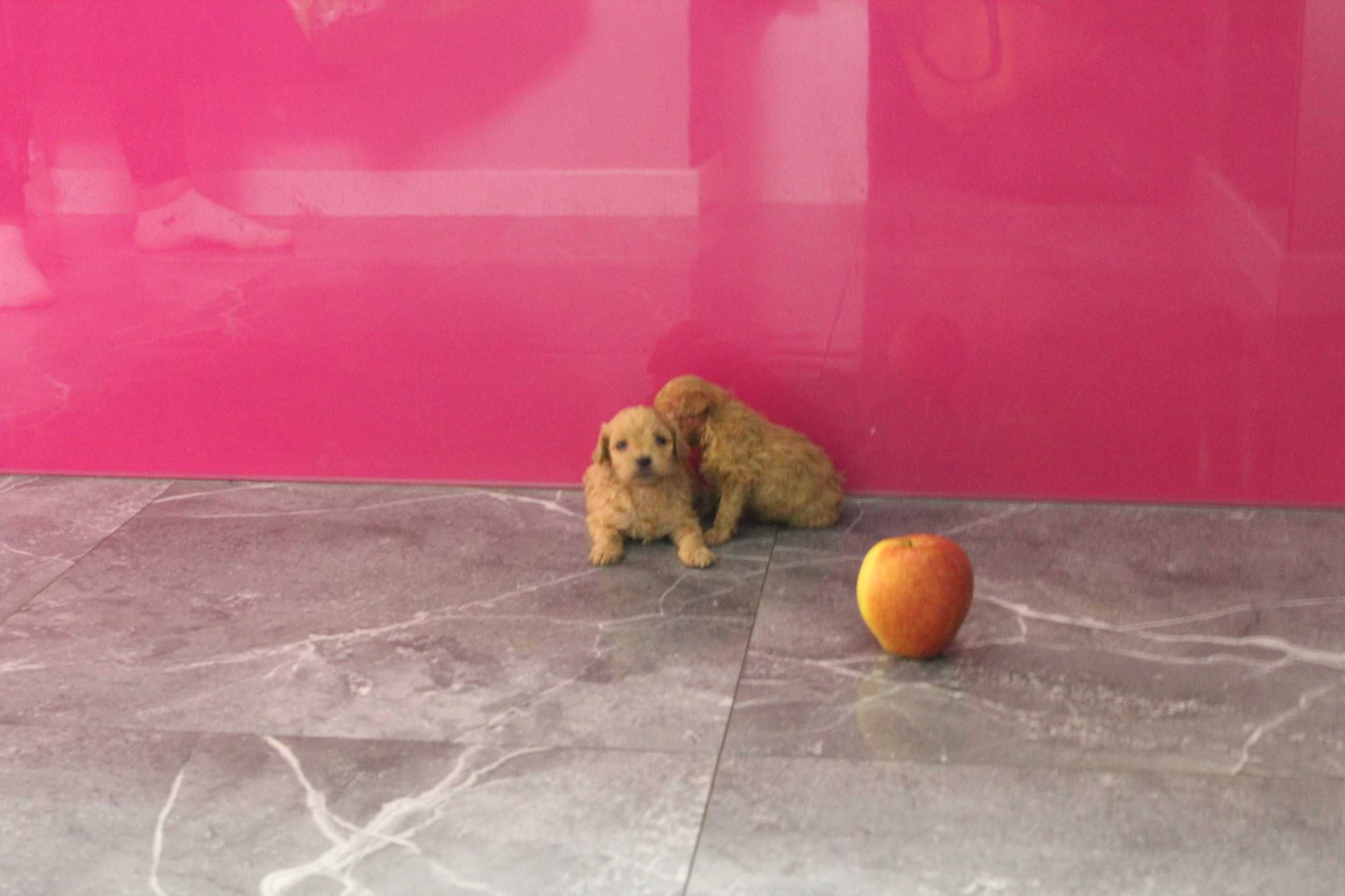 Maltipoo Maltańczyk i Pudel 2
