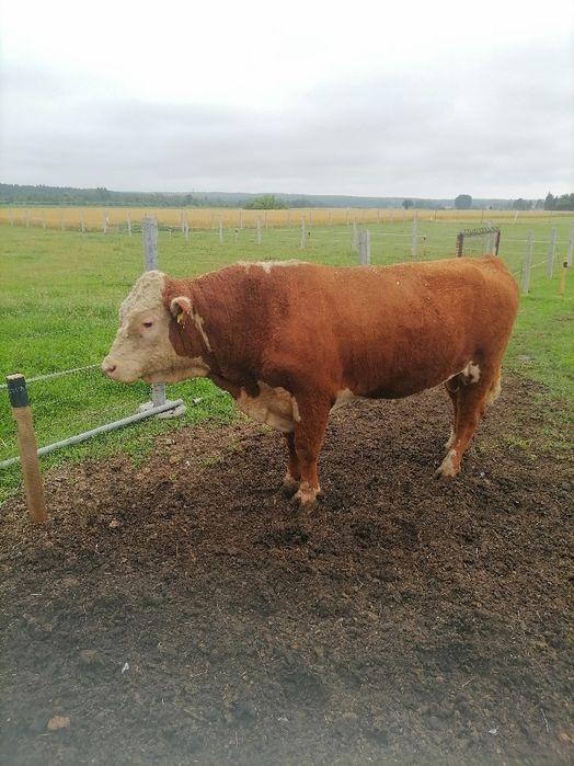 Sprzedam byka hereford