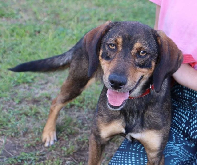 młody, przyjazny pies czeka na dom