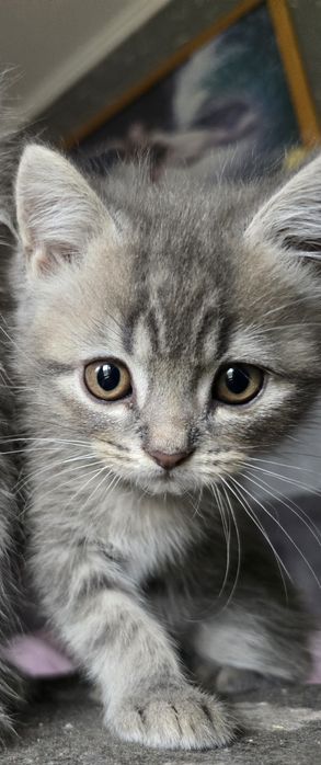 Шотдандські кошенята .Шотландська прямовуха