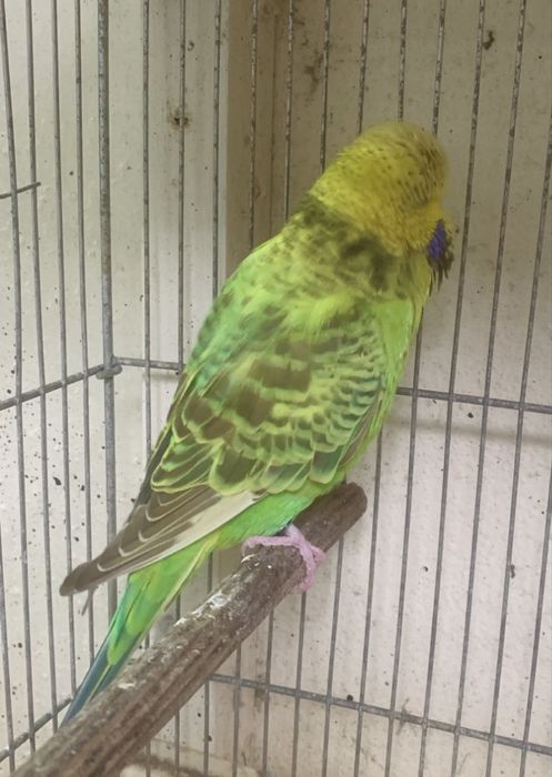 2 piriquitos ingles machos do principio do ano