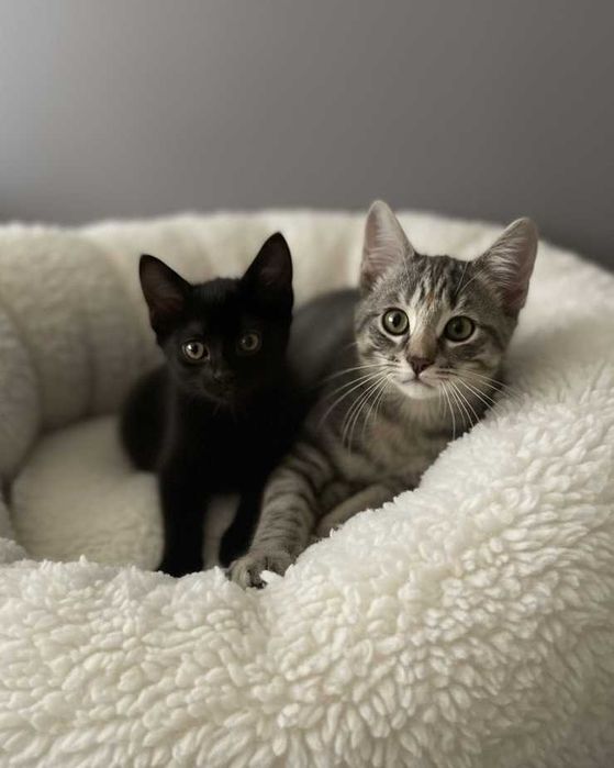 Setúbal / Margem Sul / Lisboa — SOJA e CACAUZINHA gatinhas para adoção