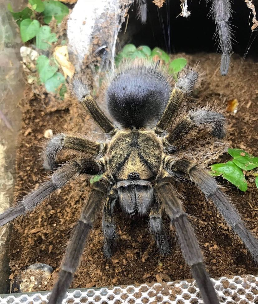 Phormictopus auratus – ptasznik złocisty l6