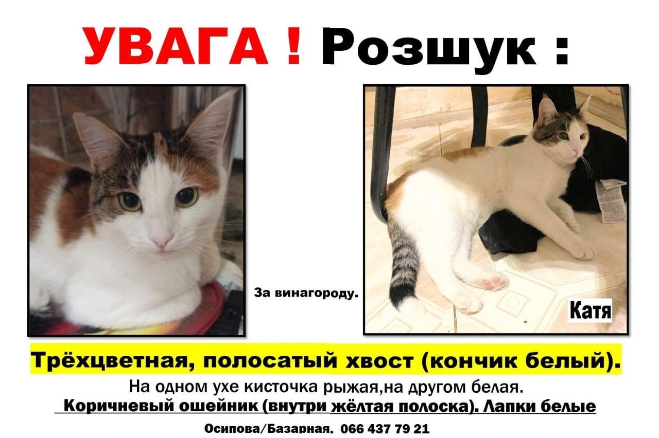 Пропала кошка трёхцветная, Одесса, центр. Базарная Осипова