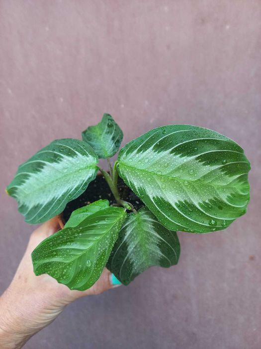 Замія (картонна пальма), маранта,сингоніуми, бегонія,  Кімнатні квіти