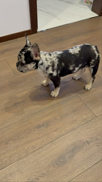 bulldog frances exotic