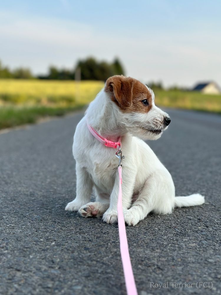 Suczka Jack Russell terrier ZKWP/FCI szorstkowlosa