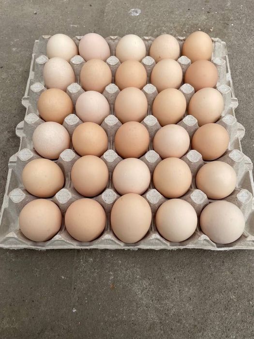 Jajka od szczęśliwych kur z wolnego wybiegu