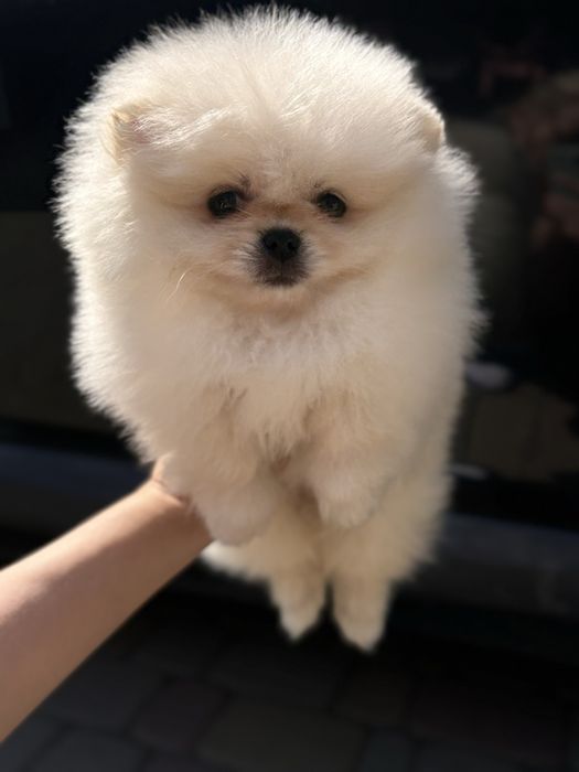 Шикарна дівчина Шоу класу