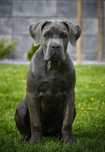 Cane Corso - sunia szaro pręgowana  ZKwP/FCI