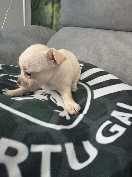 Chihuhahua menina linda