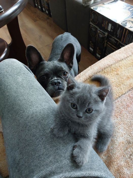 Kocurek brytyjski niebieski