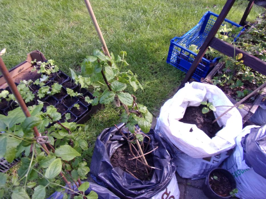 oddam 2 clematisy jest to gratis przy zakupie bergenii odbiór Olsztyn