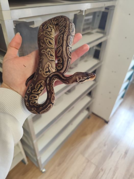 "Zbożowe węże samiczki