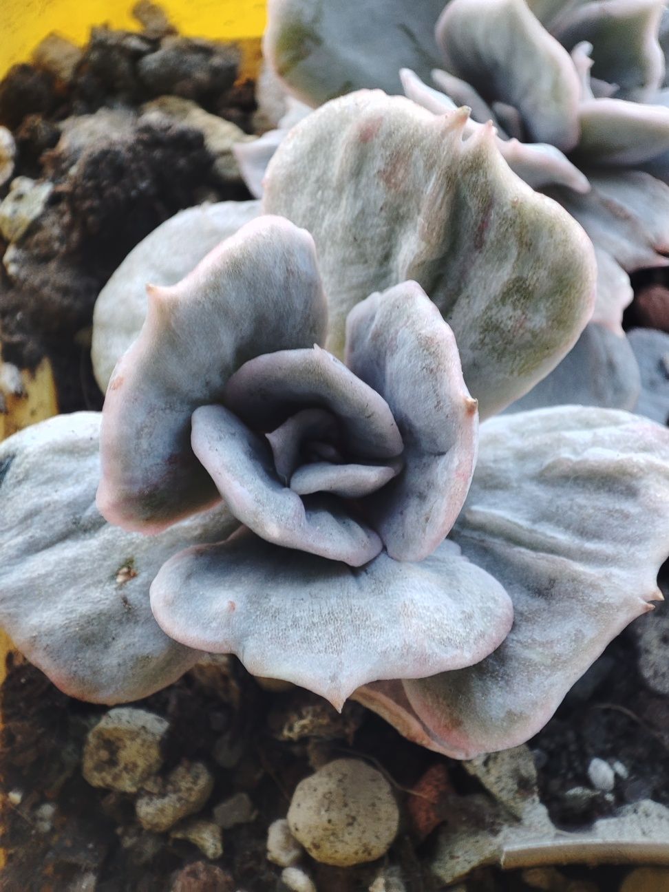 echeveria marble variegated suyon