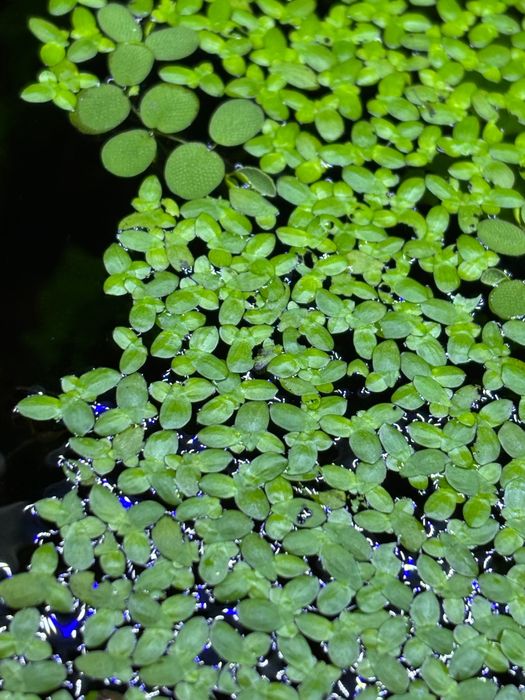 Salvinia Auriculata Salwinia 70 listkow                [ DUŻA PORCJA ]
