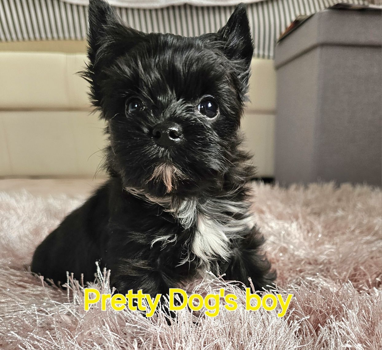 York Yorkshire terrier Black Czarny