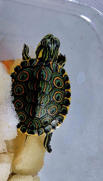 Żółwiki wodno-lądowe żółw