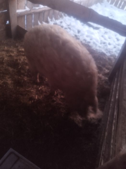 Sprzedam świnie rasy mangalica