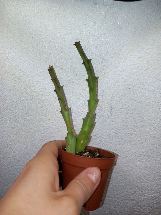 Vendo cactos e suculentas
