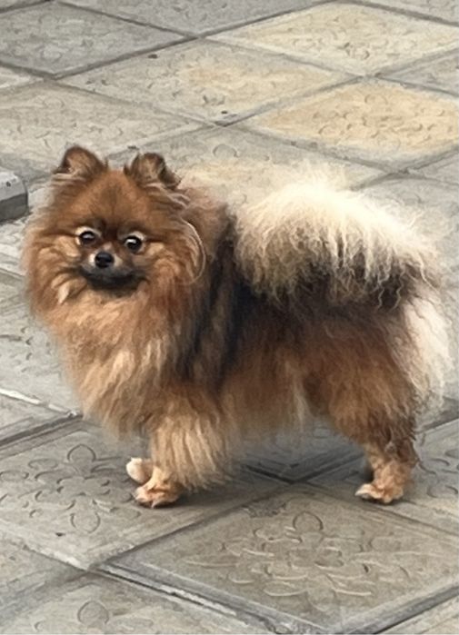 Взрослые девочки.