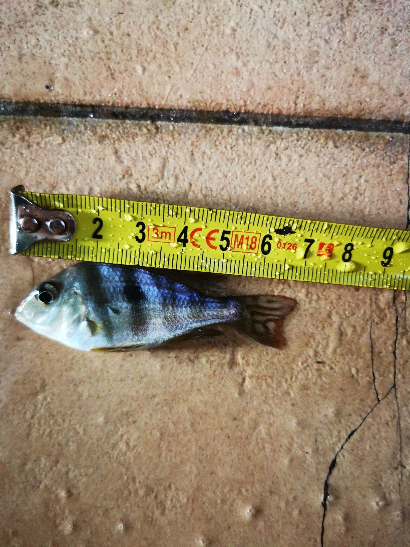 Ziemiojad Red Head Tapajos