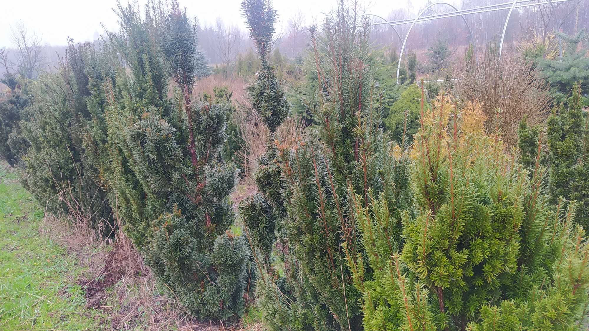 cis hicksi baccata 15/150cm