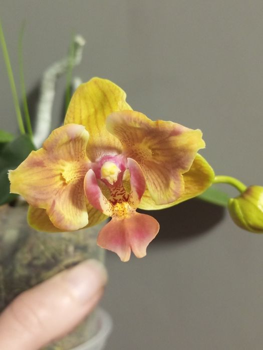 Продам дорослу рослину Лакі Кет