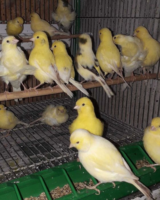 Vendo canários apartir de 10€