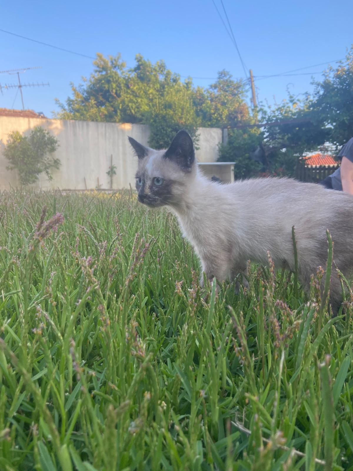 Gatinhas para adoção responsavel