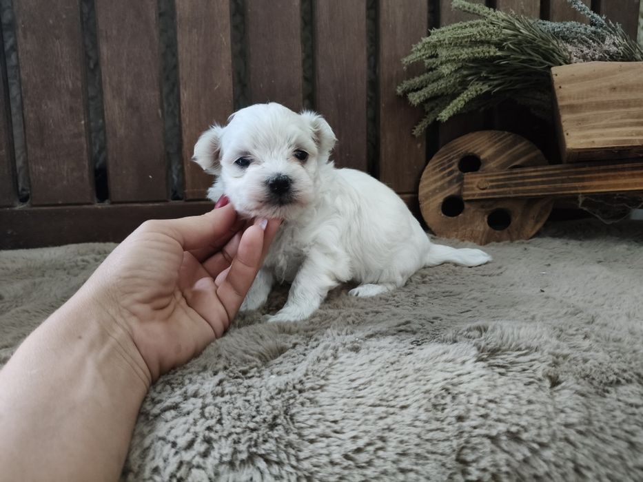 Bichon Maltês branquinho