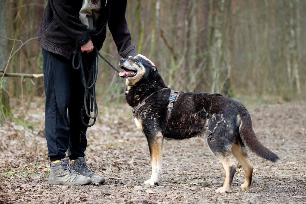Daktyl, adoptuj sercem staruszka
