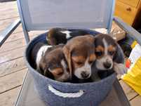 Pieski Beagle do oddania
