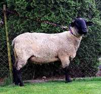 Barany owce mięsne czarnogłówki suffolk ( tryk suffolk)