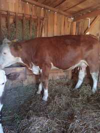 Krowa 3-letnia z cielakiem