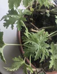 Geranium (anginka)