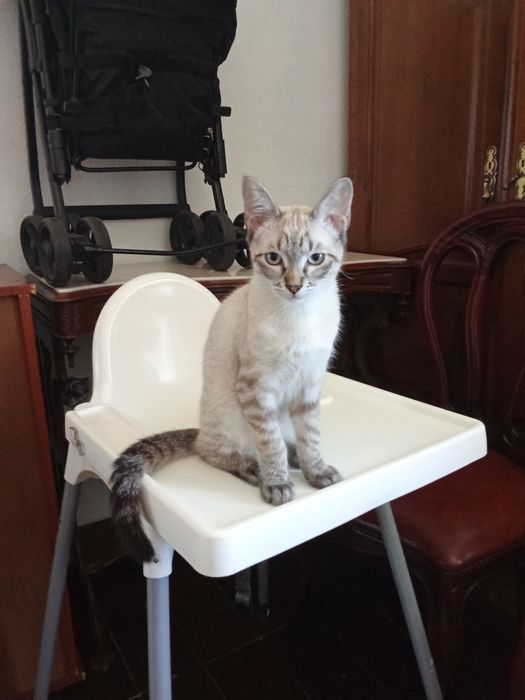 Dou gato 8 meses