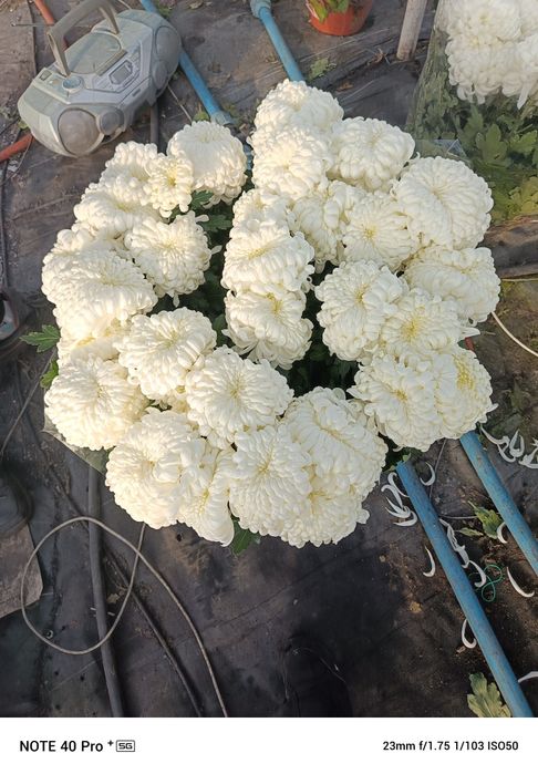 Chryzantemy drobne i wielkokwiatowe